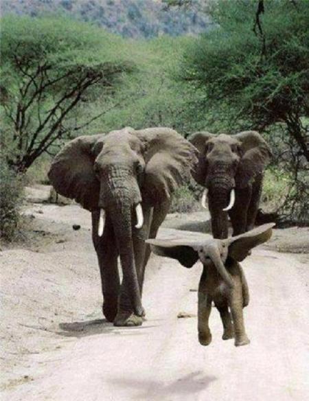 joyful_elephant