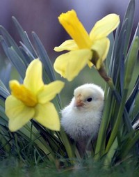 spring_chick
